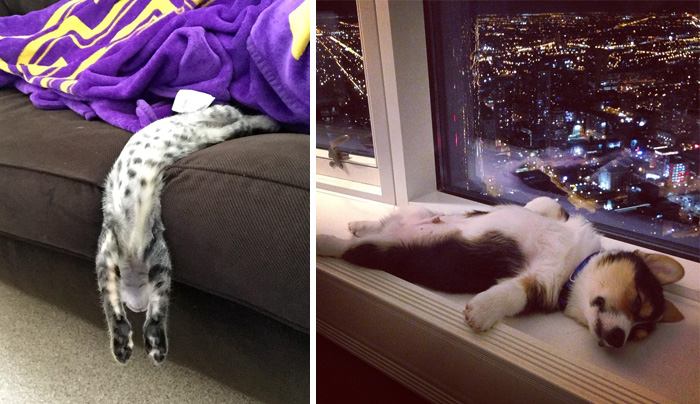 231 Animals That Sleep Wherever They Please