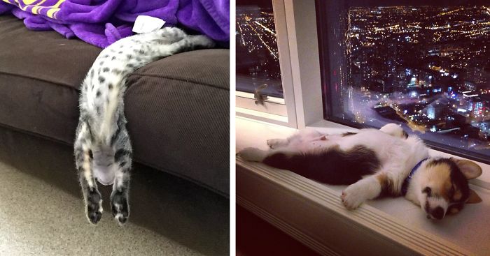 231 Animals That Sleep Wherever They Please