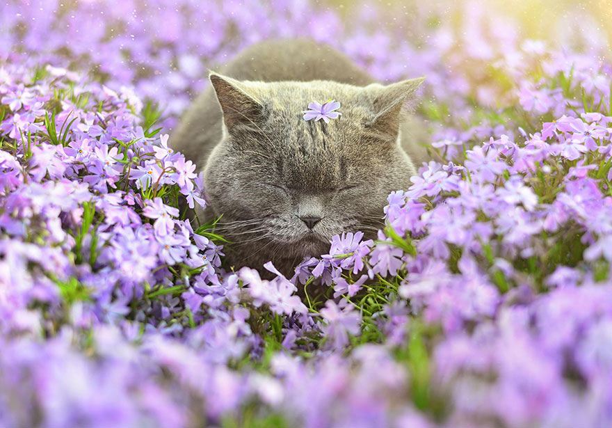 Cat Smelling Flowers