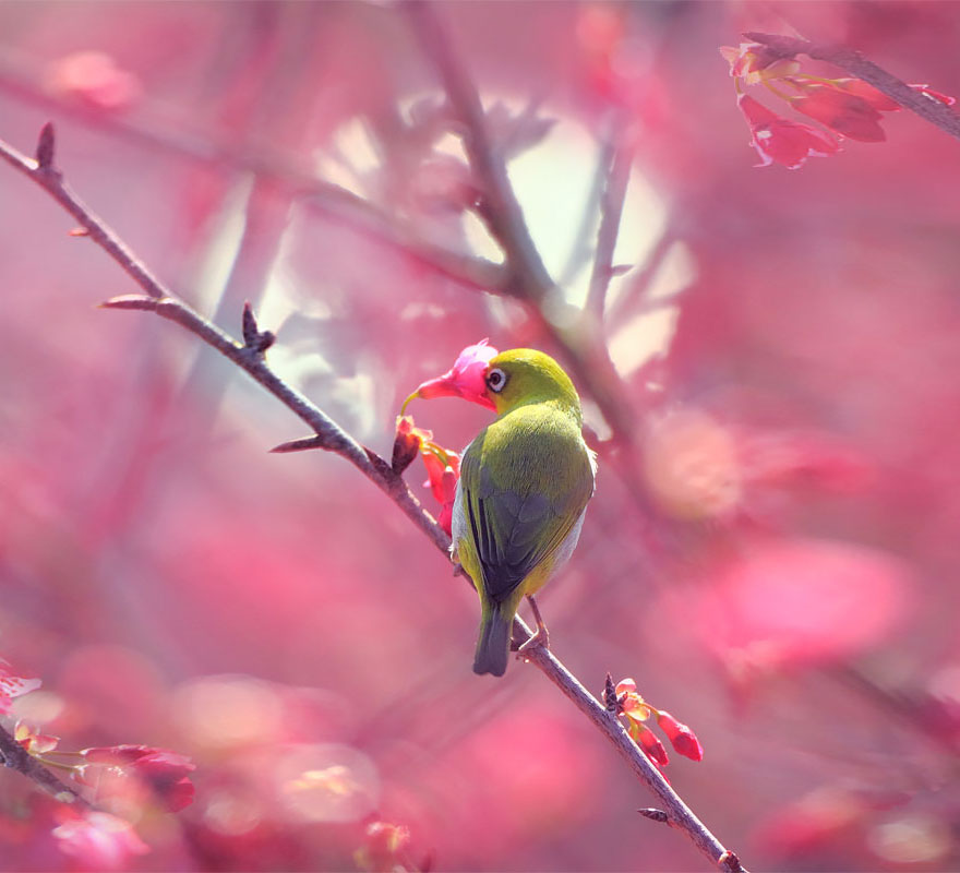 Bird Smelling Flowers