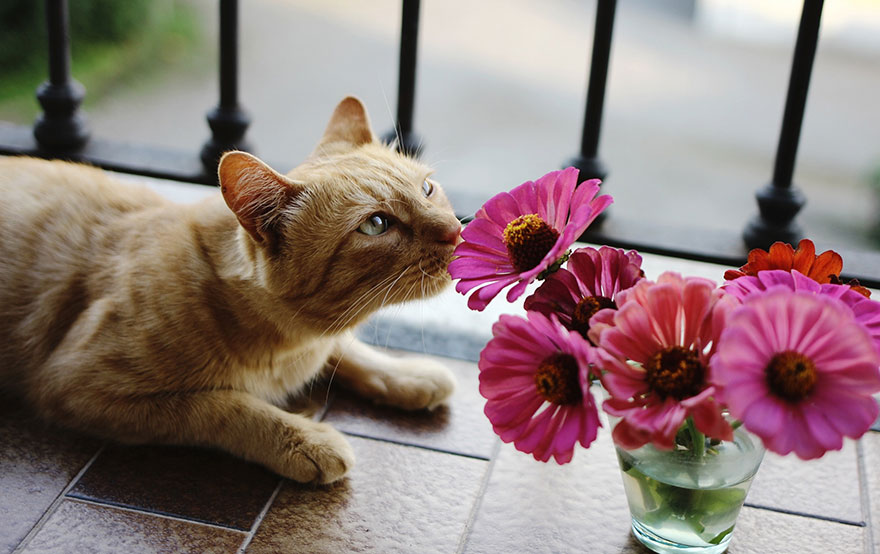 Cat Smelling Flowers