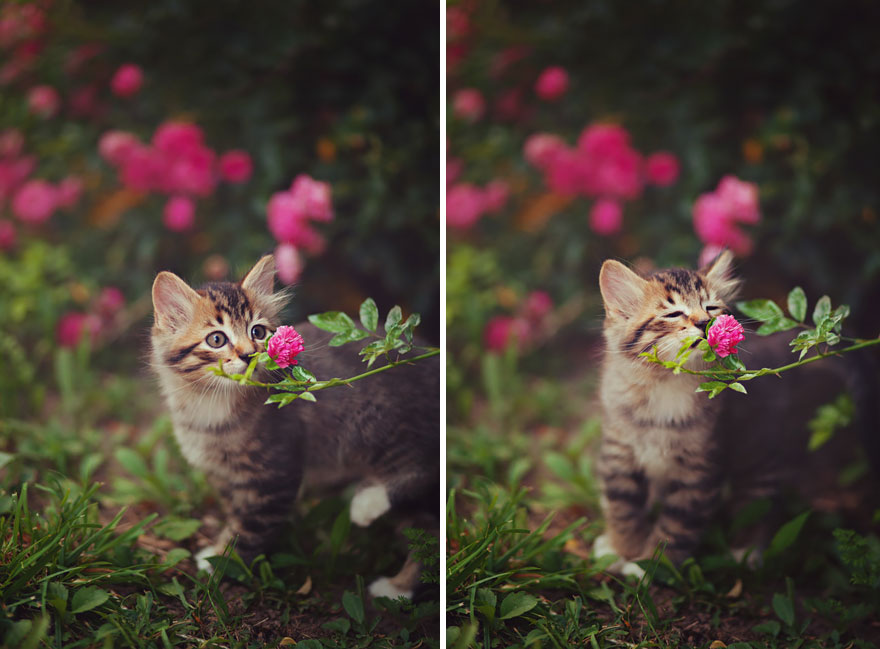 Kitten Smelling Flowers