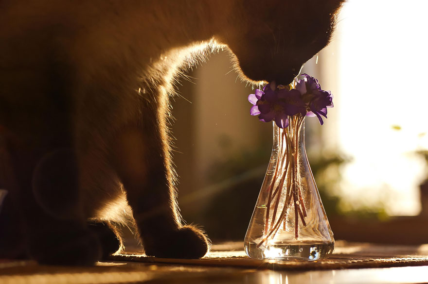 Cat Smelling Flowers