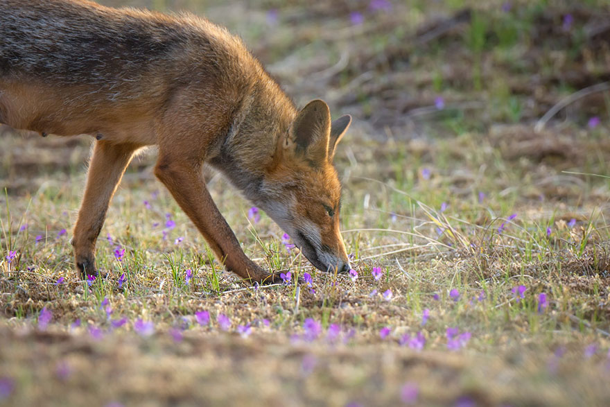 Fox Smelling Flowers