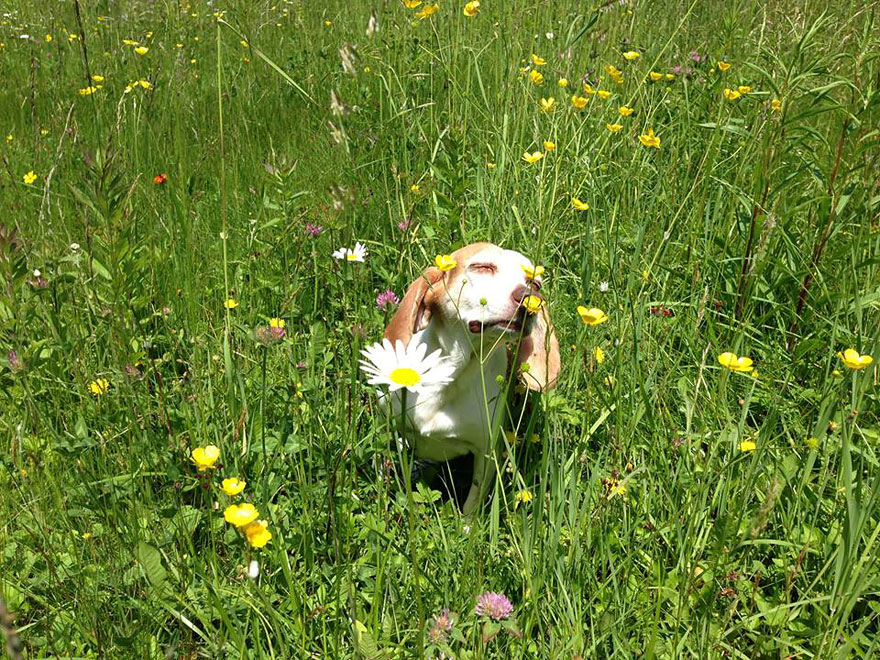 Dog Smelling Flowers