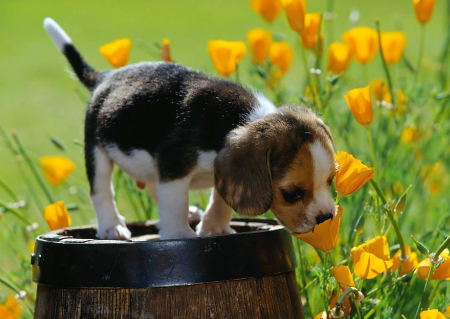 Dog Smelling Flowers