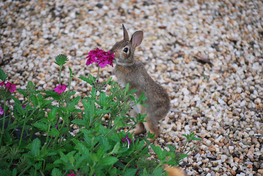 Rabbit Smelling Flowers