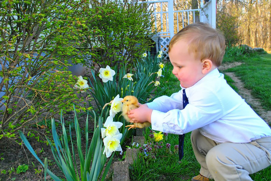 Chicken Smelling Flowers