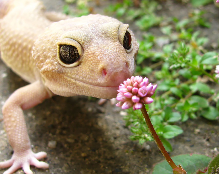 Smelling Flowers