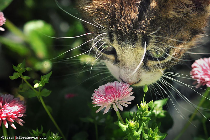 Cat Smelling Flowers