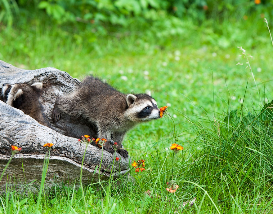 Badger Smelling A Flower