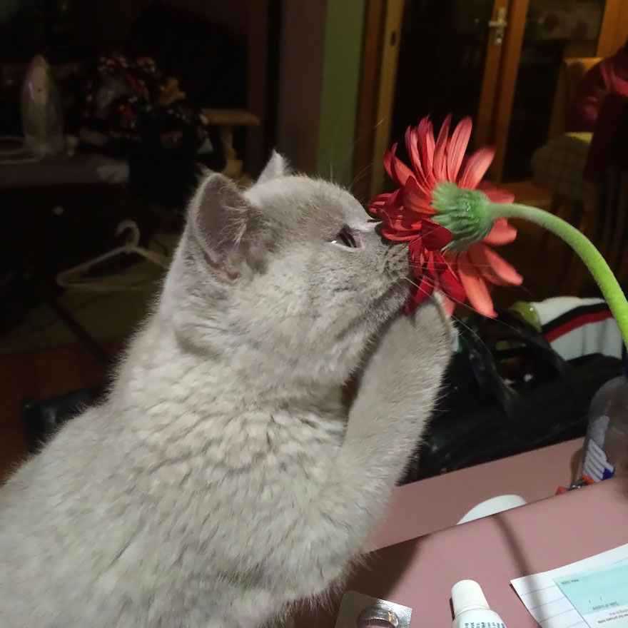 Cat Smelling Flowers