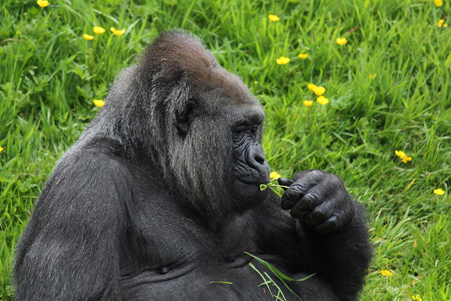 Gorilla Among Yellow Flowers