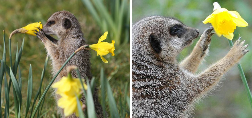 Meerkat Smelling Flowers
