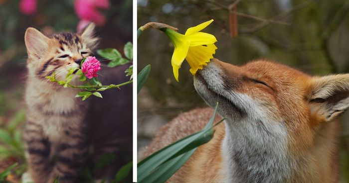 Animals Sniffing Flowers Is The Cutest Thing Ever (20 Pics)