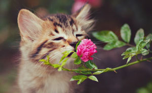Animals Sniffing Flowers Is The Cutest Thing Ever (20 Pics)