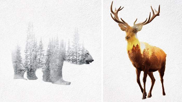 Double Exposure GIFs Of Wild Animals Show How Humans Destroy Their Habitats