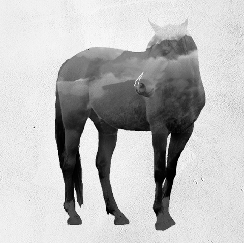 animated-double-exposure-animals-said-dagdeviren-gif-9