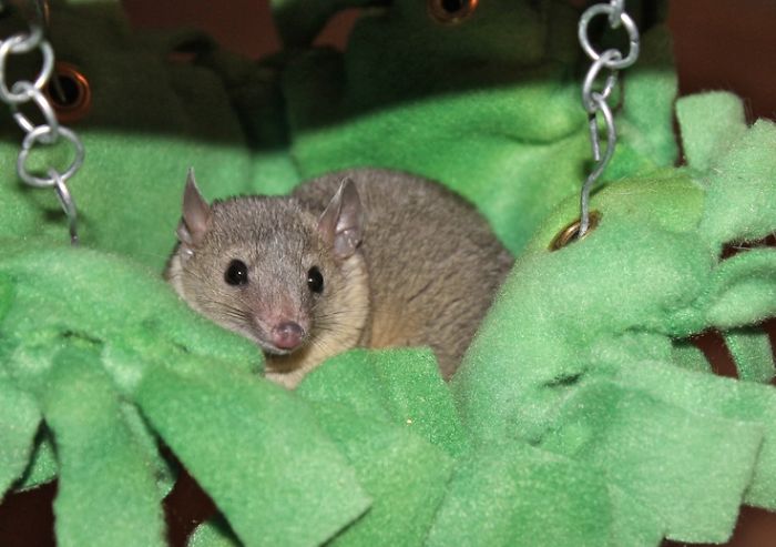 Snuggly Short-tailed Opposum