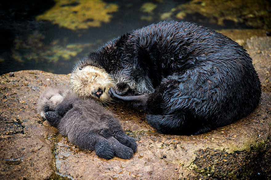 baby-otter-sleeps-mother-belly-monterey-bay-aquarium-12 baby-otter-sleeps-mother-belly-monterey-bay-aquarium-12