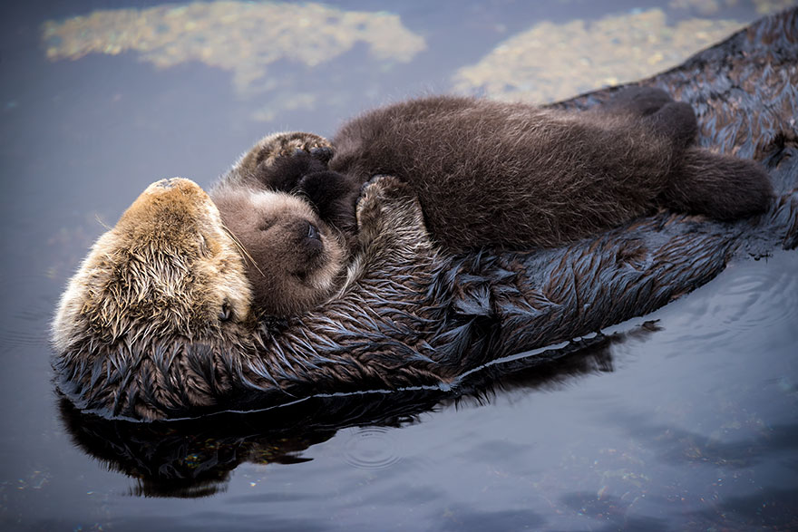 baby-otter-sleeps-mother-belly-monterey-bay-aquarium-16 baby-otter-sleeps-mother-belly-monterey-bay-aquarium-16