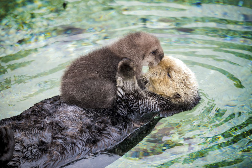 baby-otter-sleeps-mother-belly-monterey-bay-aquarium-21 baby-otter-sleeps-mother-belly-monterey-bay-aquarium-21