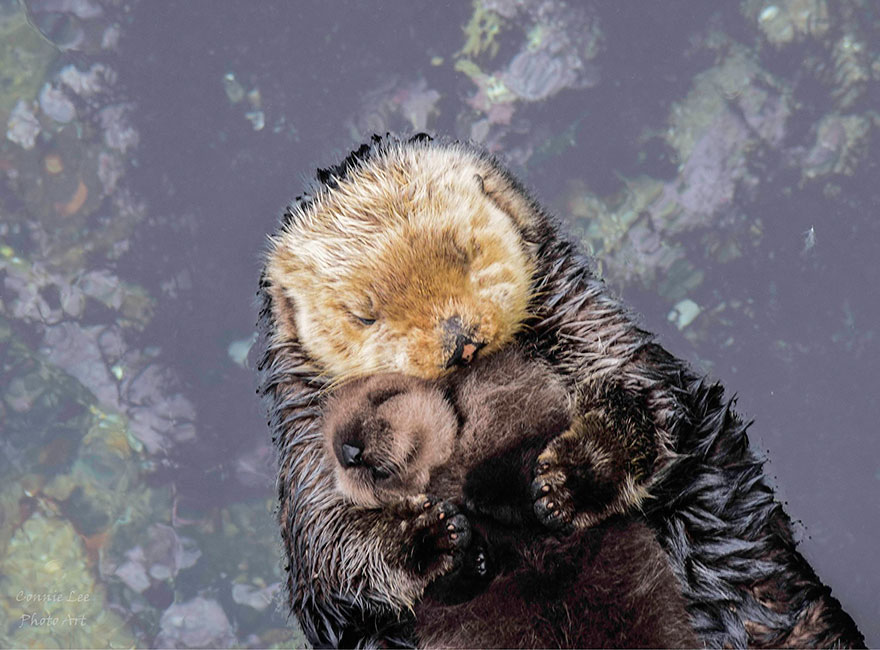 baby-otter-sleeps-mother-belly-monterey-bay-aquarium-3 baby-otter-sleeps-mother-belly-monterey-bay-aquarium-3