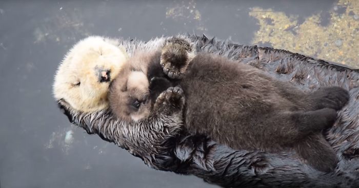 Day Old Otter Pup Falls Asleep On Its Floating Mother’s Belly
