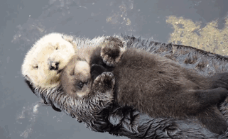 baby-otter-sleeps-mother-belly-monterey-bay-aquarium-gif-3 baby-otter-sleeps-mother-belly-monterey-bay-aquarium-gif-3