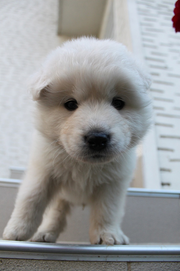 Samoyed And Golden Retriever Mix Puppy