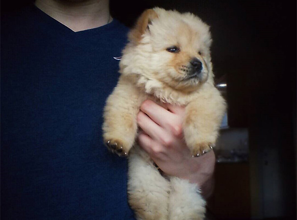 Chow Chow Puppy