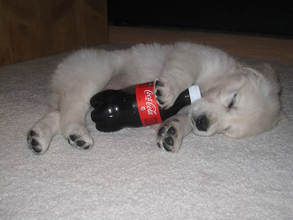 Our Golden Retriever Puppy Looks A Bit Like A Polar Bear