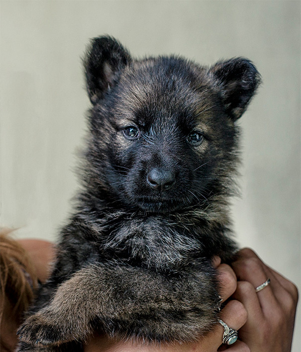 My German Shepherd Puppy Kinda Looks Like A Bear Cub