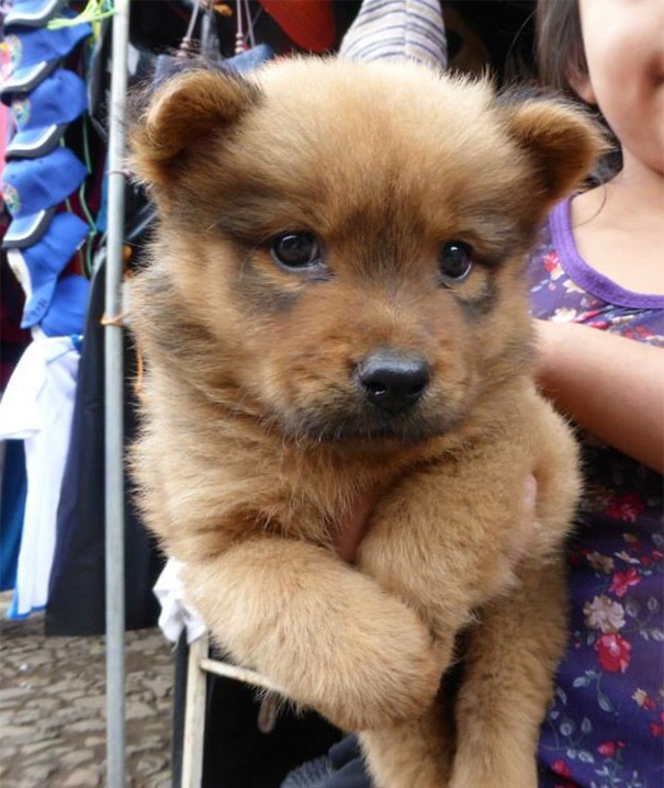 Isn't This The Cutest Darn Puppy/Bear You've Ever Seen?