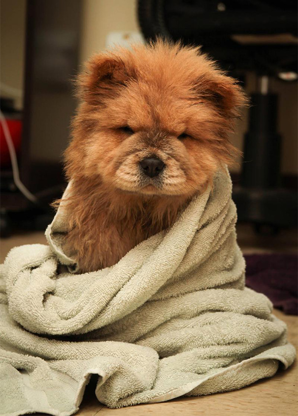 Meet Chowder, The Chow Chow Puppy