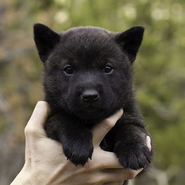 30 Days Old Kai Ken Puppy