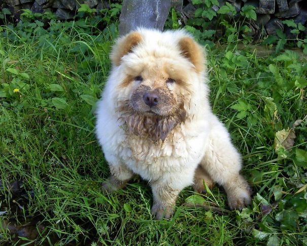 Chow Chow Puppy
