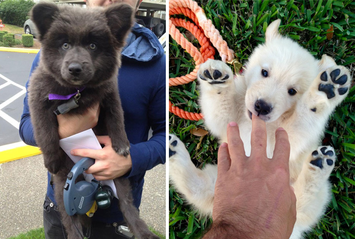 85 Dogs That Look Like Teddy Bears