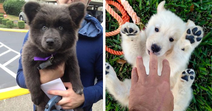 85 Dogs That Look Like Teddy Bears