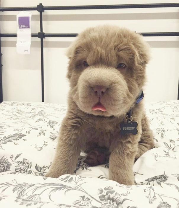 My Dog Looks Like A Bear And Has More Friends Than Me