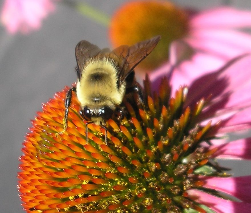 I Guess He's Sniffing...