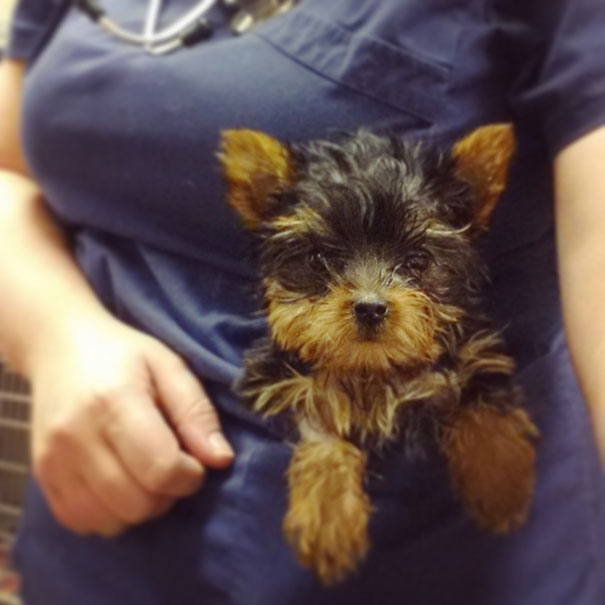 I Have Pocket Friends At Work, Too!