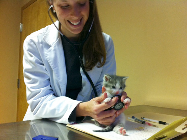 Kitten's First Visit To The Vet