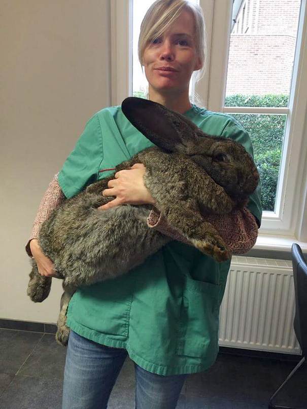 Lil Rabbit At The Vet