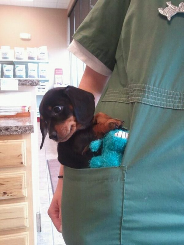 My Friend Works At A Vet Clinic