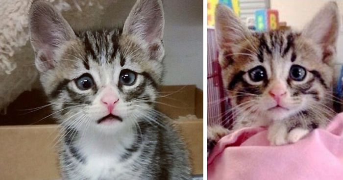 Kitten Born With Permanently Worried-Looking Eyes