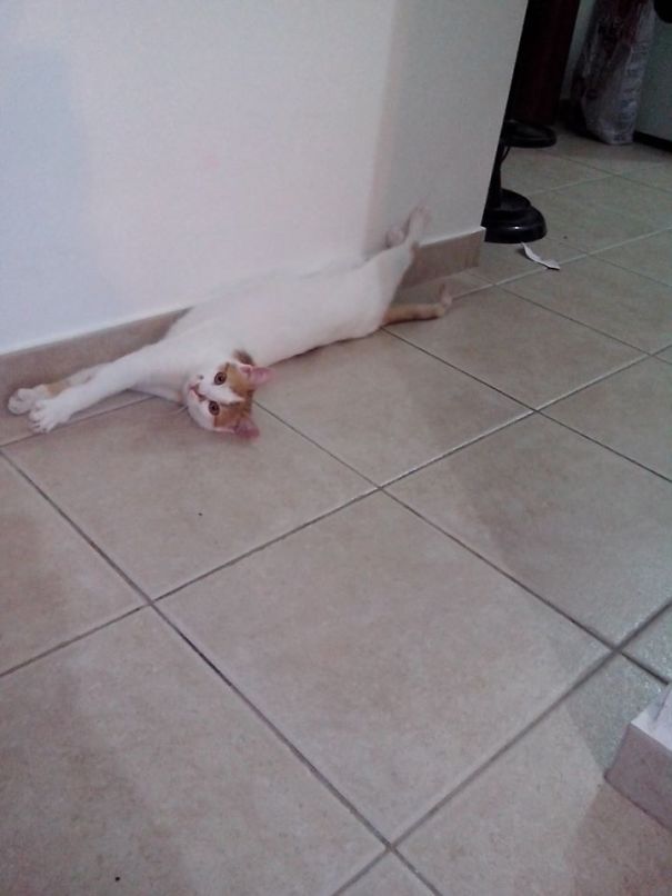 Invisible Cat