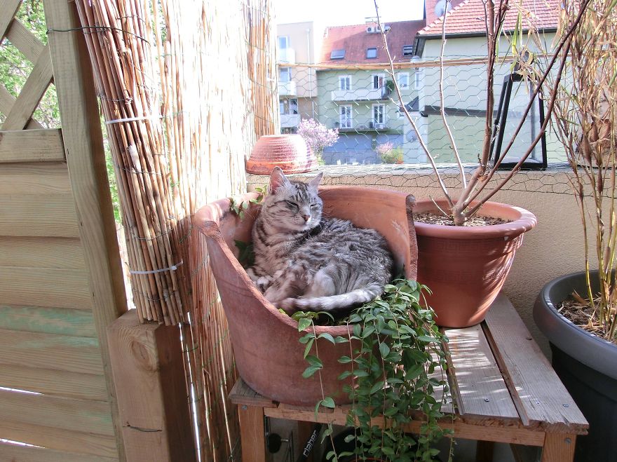 Can You Find My Cat Pedro In This Pic? Can You Find My Cat Pedro In This Pic?