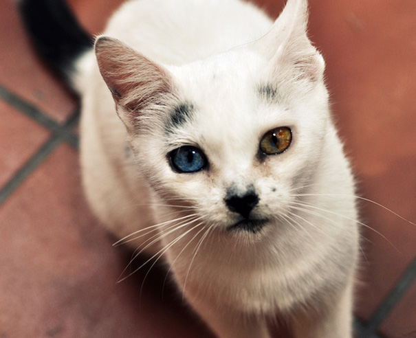 cat-eyes-different-colors-heterochromia-1 cat-eyes-different-colors-heterochromia-1