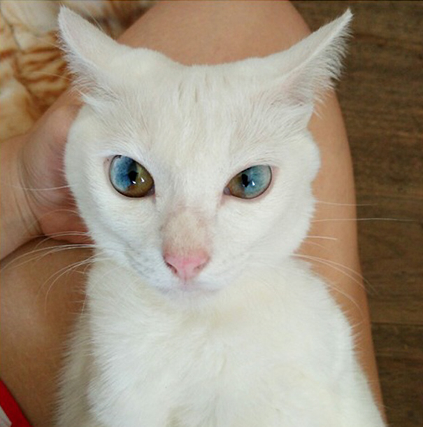 cat-eyes-different-colors-heterochromia-10 cat-eyes-different-colors-heterochromia-10